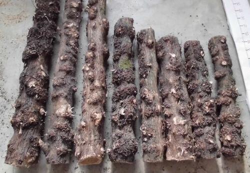 星空官网_《欧洲卡车模拟2》DLC黑海之路新预告 发售日期公布(图2) 星空官网